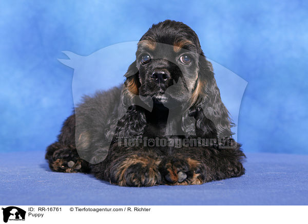 Puppy / RR-16761