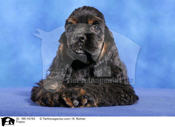 Puppy / RR-16765
