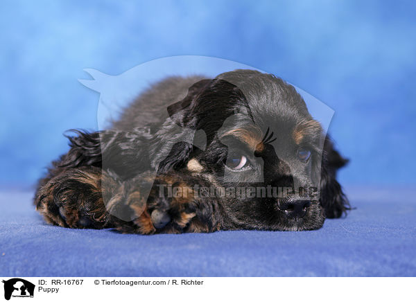 Puppy / RR-16767