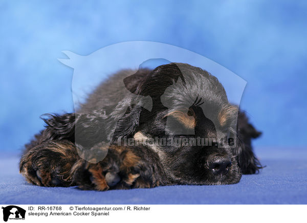 schlafender American Cocker Spaniel / sleeping American Cocker Spaniel / RR-16768