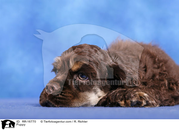 Puppy / RR-16770