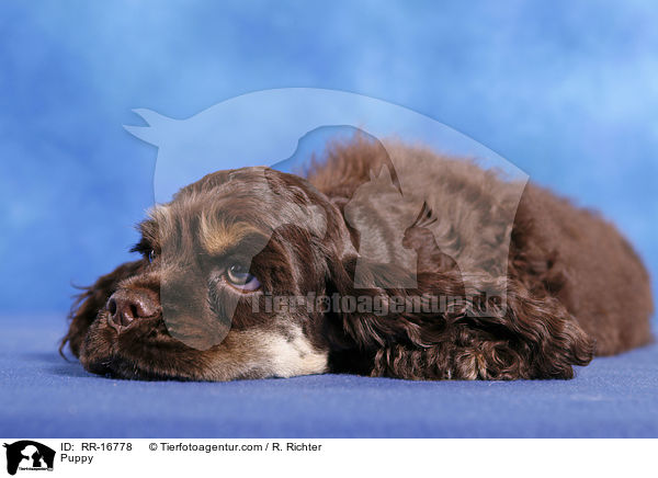 Puppy / RR-16778