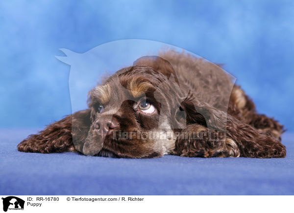 Puppy / RR-16780