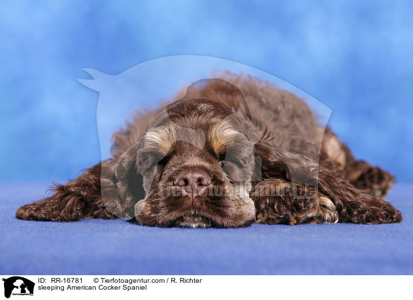 sleeping American Cocker Spaniel / RR-16781