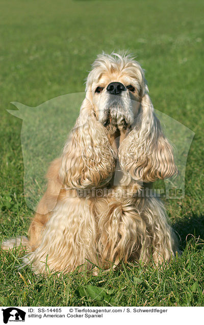 sitting American Cocker Spaniel / SS-14465