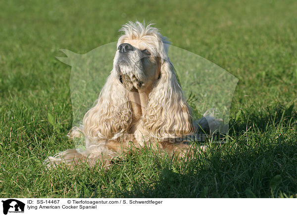 lying American Cocker Spaniel / SS-14467