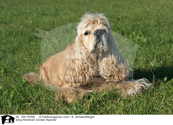 liegender American Cocker Spaniel / lying American Cocker Spaniel / SS-14468