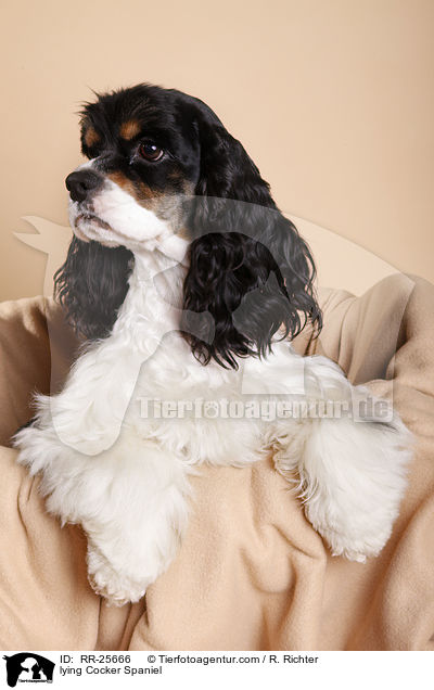 lying Cocker Spaniel / RR-25666