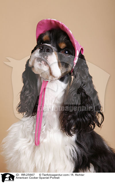American Cocker Spaniel Portrait / RR-25667