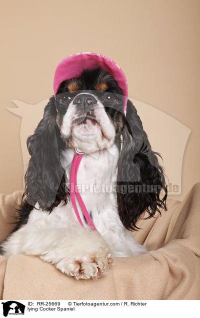 lying Cocker Spaniel / RR-25669