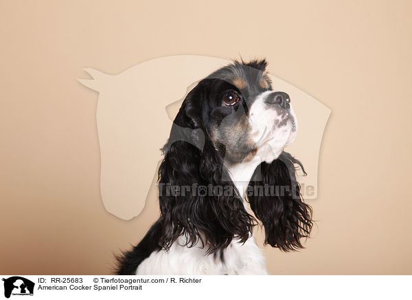 American Cocker Spaniel Portrait / RR-25683