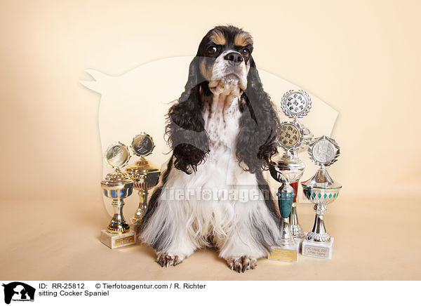 sitting Cocker Spaniel / RR-25812