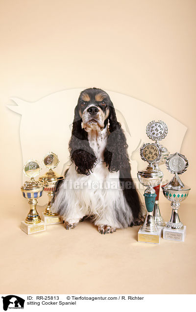 sitzender American Cocker Spaniel / sitting Cocker Spaniel / RR-25813