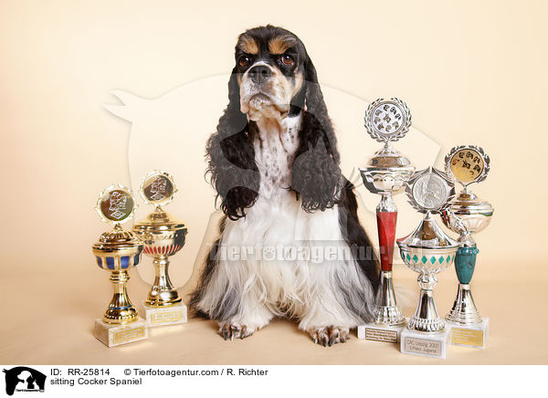 sitzender American Cocker Spaniel / sitting Cocker Spaniel / RR-25814