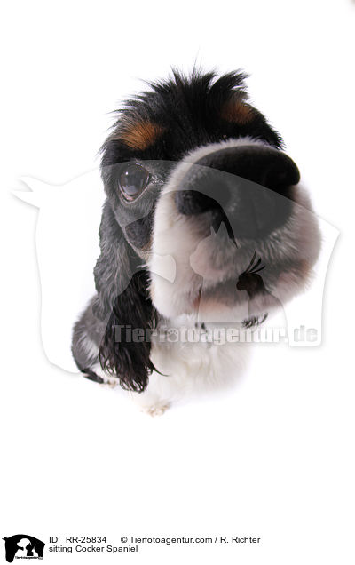 sitting Cocker Spaniel / RR-25834