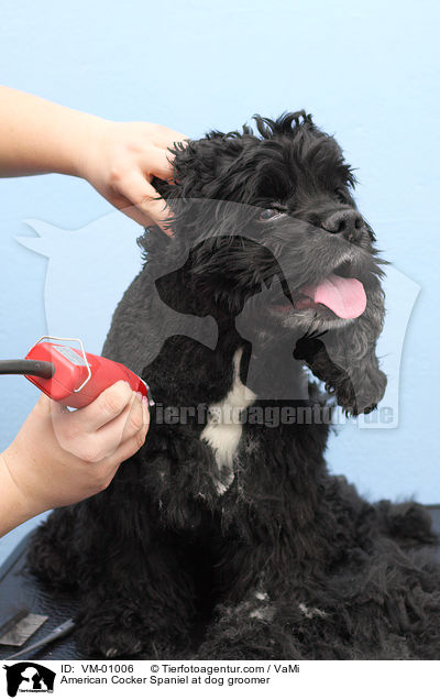 American Cocker Spaniel im Hundesalon / American Cocker Spaniel at dog groomer / VM-01006