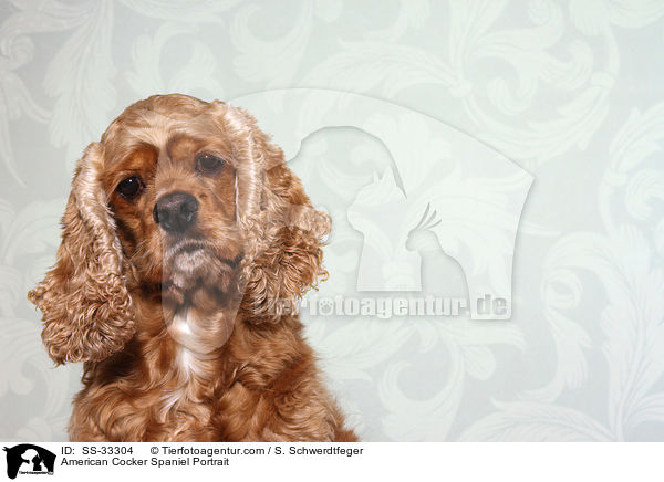 American Cocker Spaniel Portrait / SS-33304