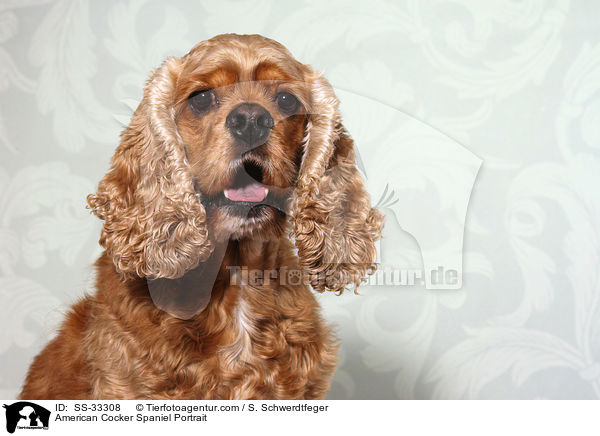 American Cocker Spaniel Portrait / SS-33308