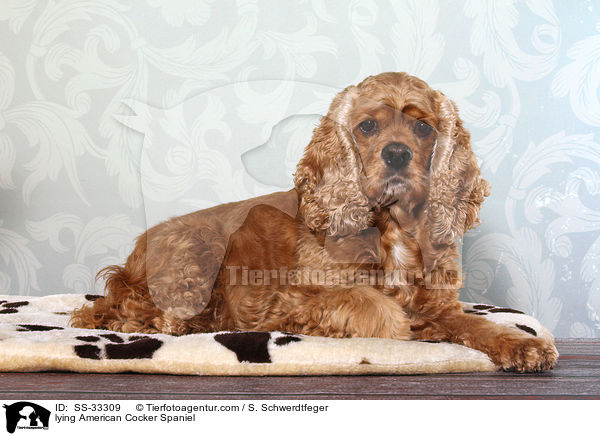 lying American Cocker Spaniel / SS-33309