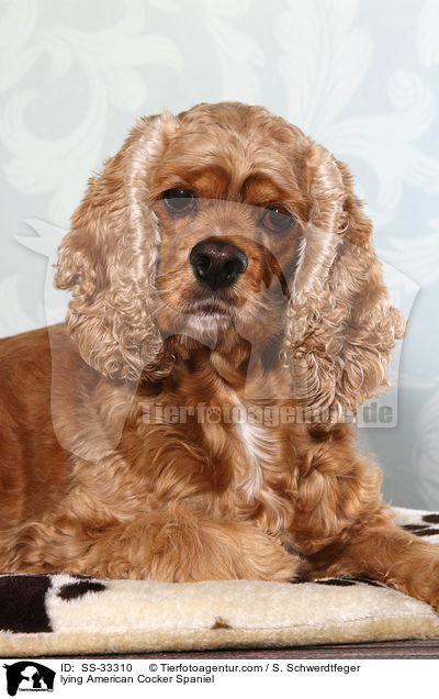 lying American Cocker Spaniel / SS-33310