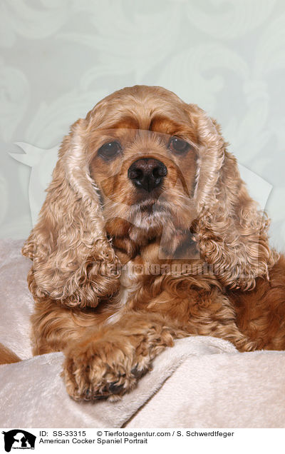 American Cocker Spaniel Portrait / SS-33315