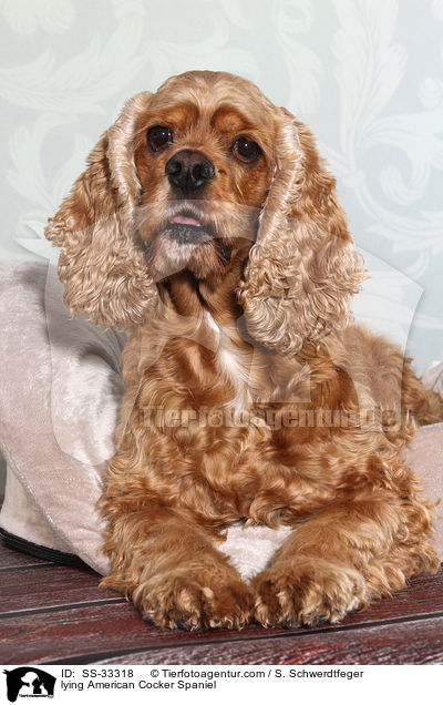 lying American Cocker Spaniel / SS-33318