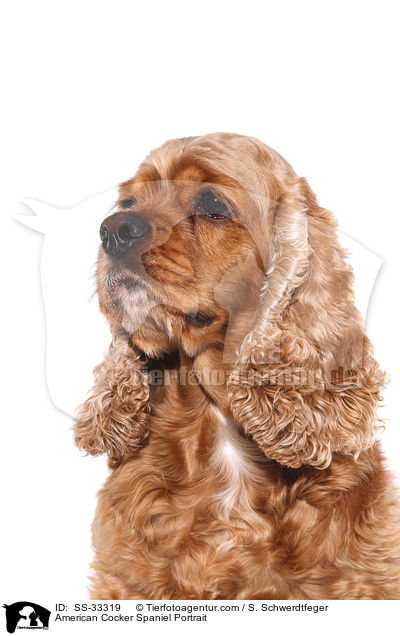 American Cocker Spaniel Portrait / SS-33319