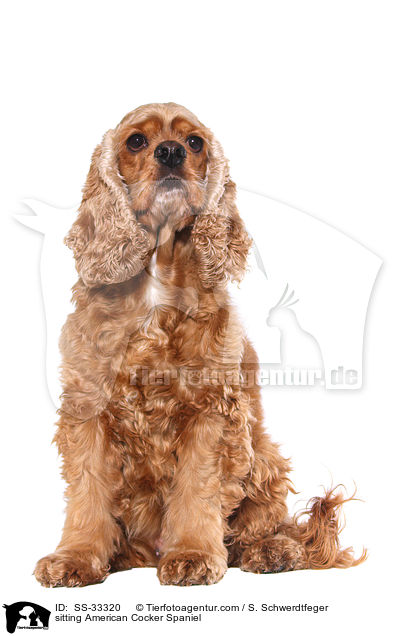 sitting American Cocker Spaniel / SS-33320