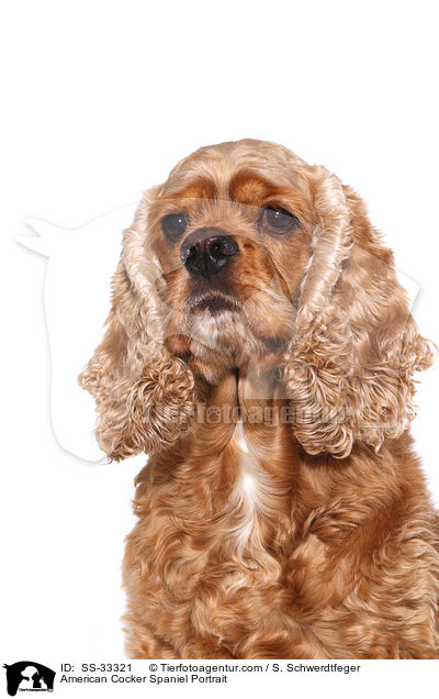 American Cocker Spaniel Portrait / SS-33321
