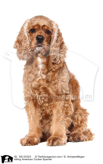 sitting American Cocker Spaniel / SS-33323