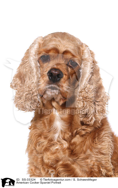 American Cocker Spaniel Portrait / SS-33324