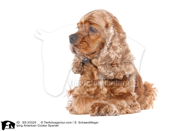 lying American Cocker Spaniel / SS-33325
