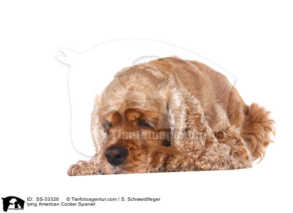 lying American Cocker Spaniel / SS-33326