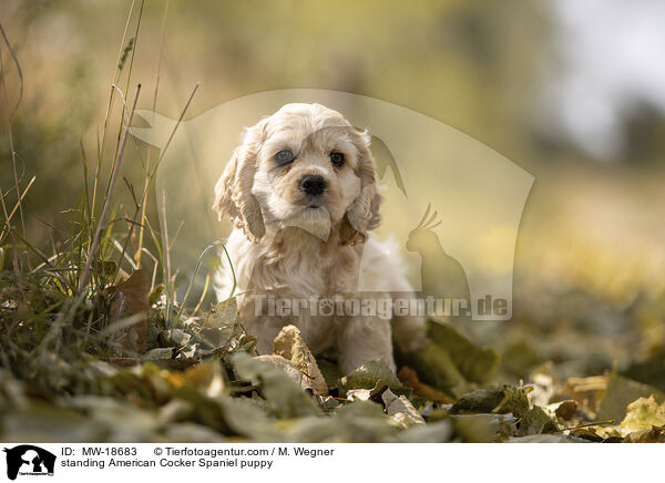 standing American Cocker Spaniel puppy / MW-18683