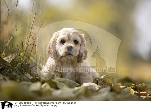 lying American Cocker Spaniel puppy / MW-18686