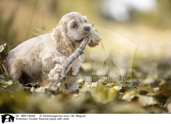 American Cocker Spaniel spielt mit Stckchen / American Cocker Spaniel plays with stick / MW-18688