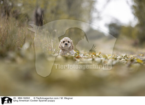 lying American Cocker Spaniel puppy / MW-18692