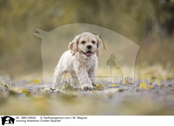 running American Cocker Spaniel / MW-18694