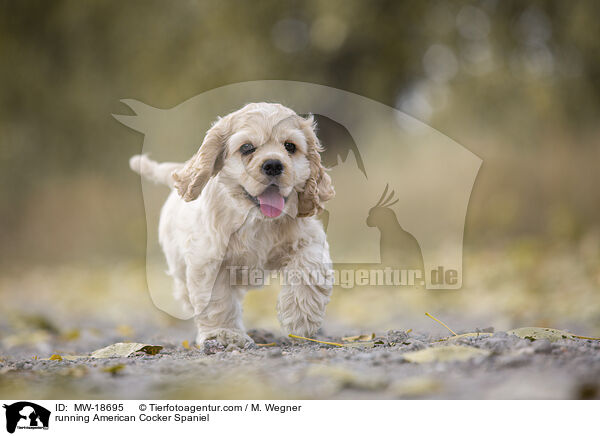 running American Cocker Spaniel / MW-18695