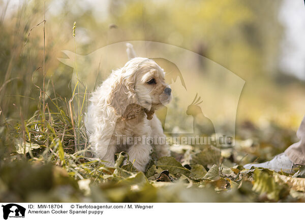 American Cocker Spaniel puppy / MW-18704
