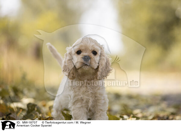American Cocker Spaniel / MW-18707
