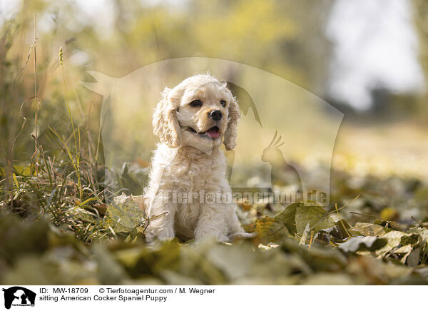 sitting American Cocker Spaniel Puppy / MW-18709