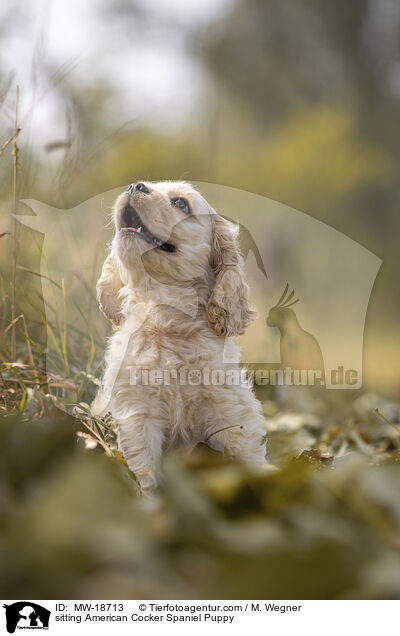 sitting American Cocker Spaniel Puppy / MW-18713