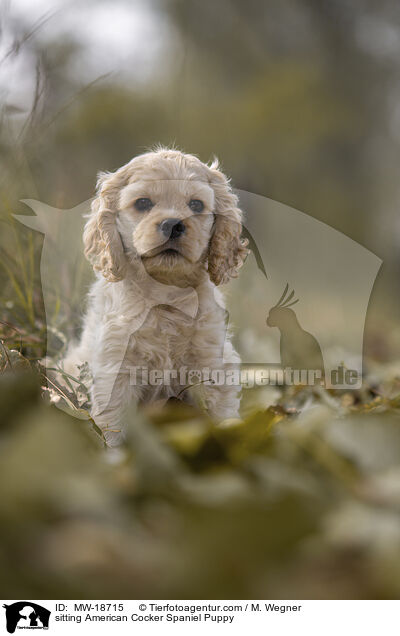 sitting American Cocker Spaniel Puppy / MW-18715