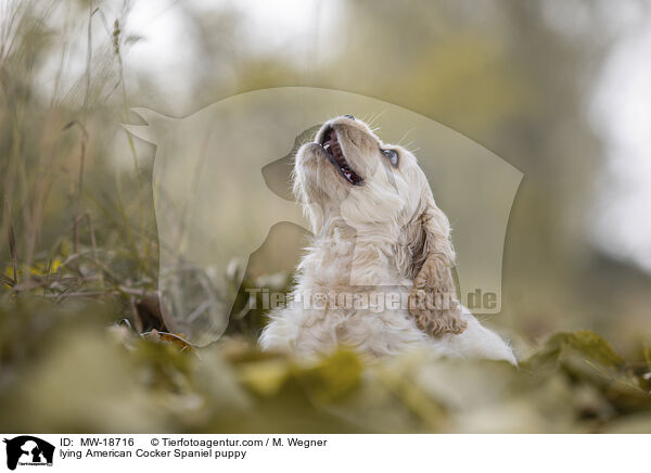 lying American Cocker Spaniel puppy / MW-18716