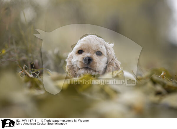 lying American Cocker Spaniel puppy / MW-18718