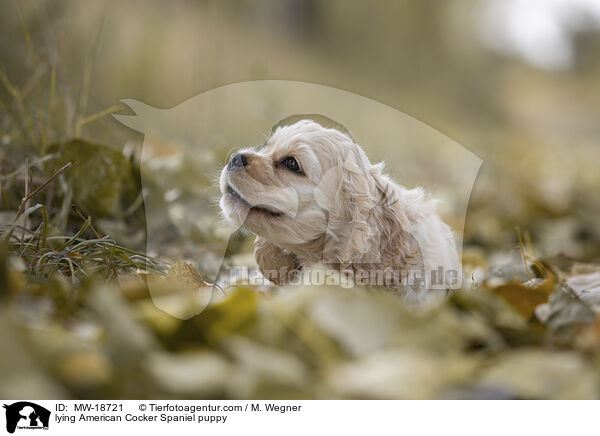 lying American Cocker Spaniel puppy / MW-18721