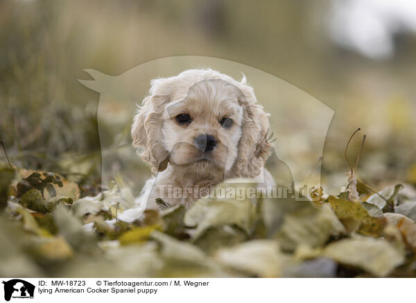 lying American Cocker Spaniel puppy / MW-18723