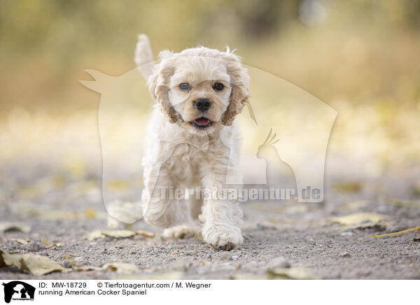 running American Cocker Spaniel / MW-18729