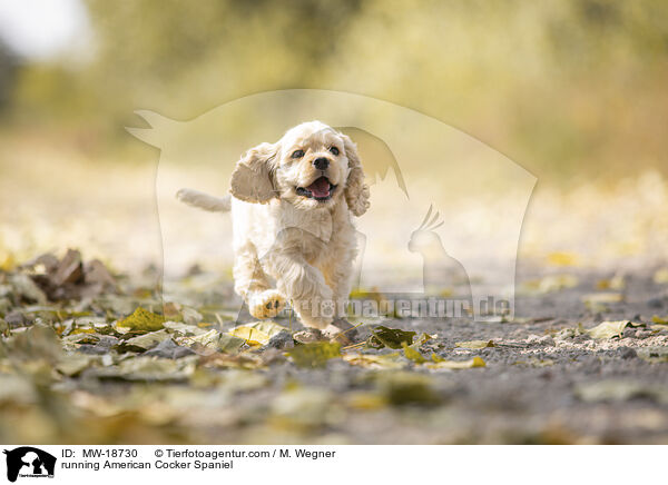 running American Cocker Spaniel / MW-18730
